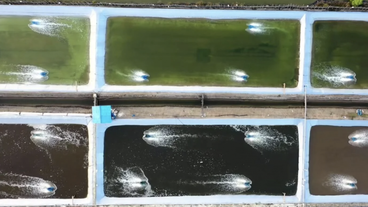 Así se reinventa la acuicultura en España: tecnología invisible, tradición viva y peces más felices